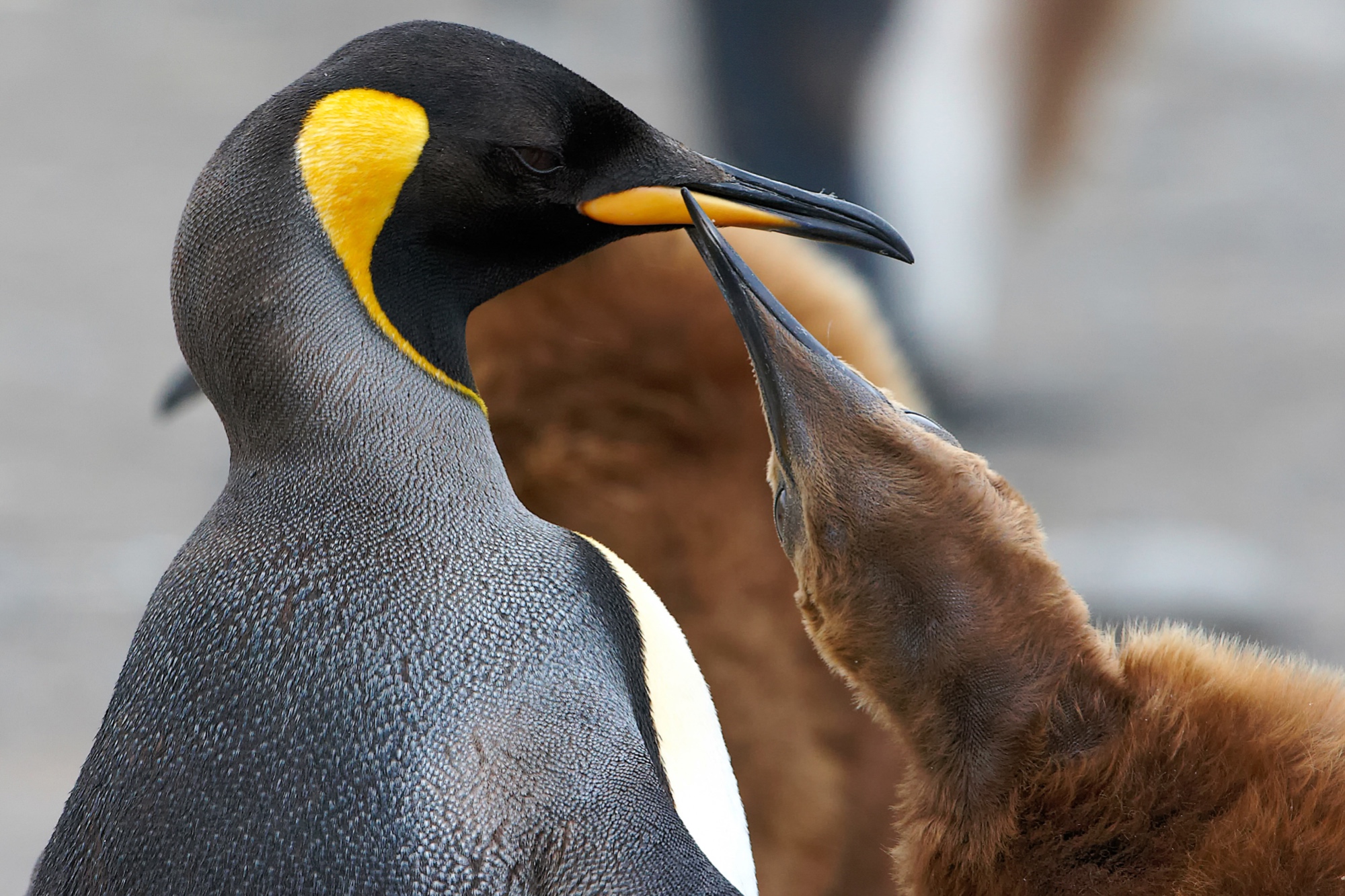 Königspinguin Junges bettelt nach Futter